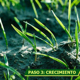 Green Oasis™- Alfombra de semillas para un césped perfecto